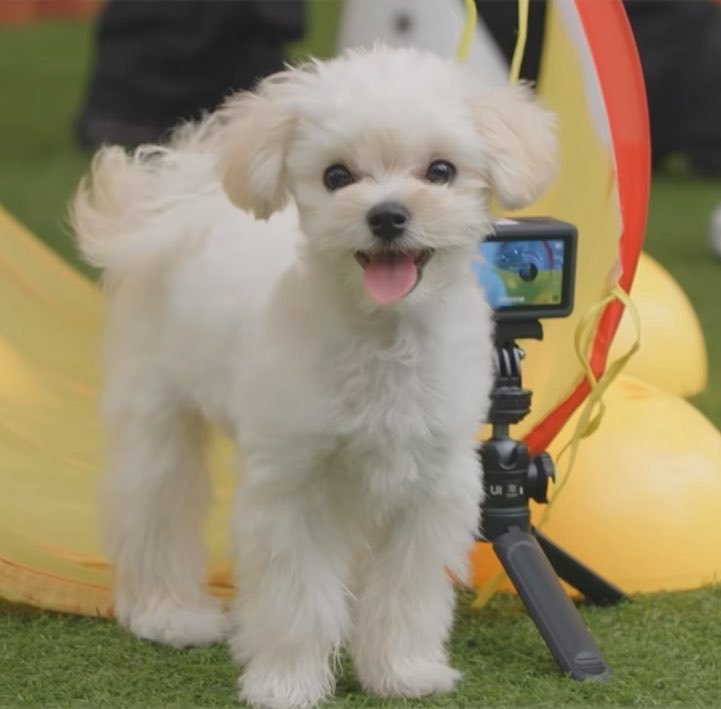 sunshine_080507's tweet photo. pponyo is such a beautiful puppy.... she's like a doll https://t.co/22q0YbmVXt