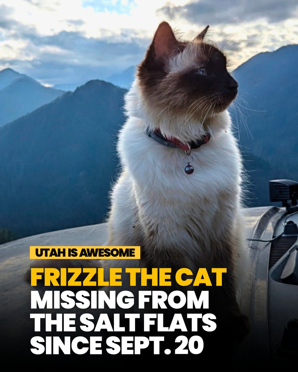 UtahIsAwesome's tweet photo. Have you seen Frizzle the Adventure Cat? She's missing https://t.co/vu5UGv0wyT https://t.co/TfhmfejGKB