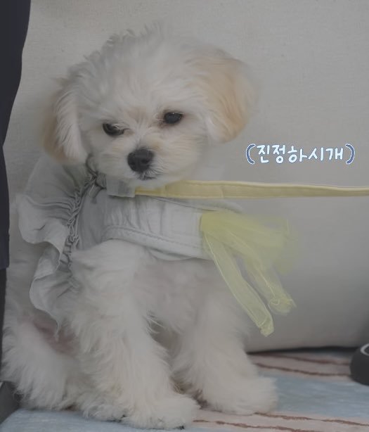 sunshine_080507's tweet photo. pponyo is such a beautiful puppy.... she's like a doll https://t.co/22q0YbmVXt