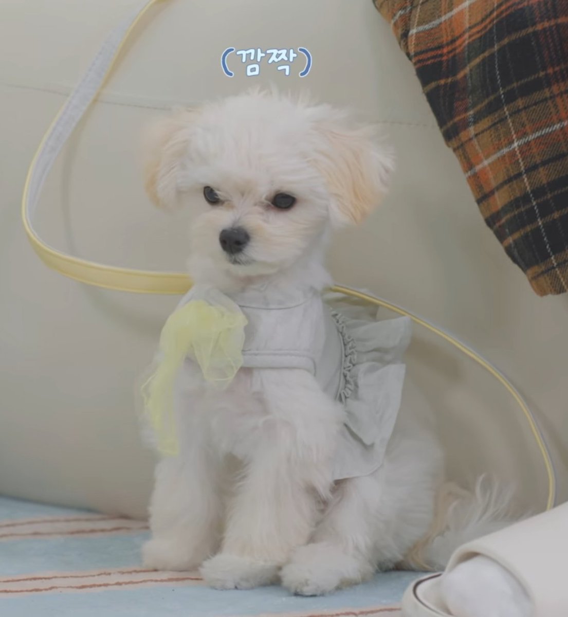 sunshine_080507's tweet photo. pponyo is such a beautiful puppy.... she's like a doll https://t.co/22q0YbmVXt