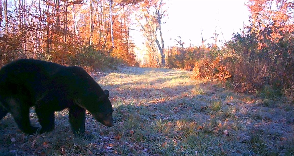 NYLandQuest's tweet photo. 63 acres HUNTING and RECREATIONAL Property in Caton NY.  Ideal location to build a home, camp, or cabin. Miles of established and maintained trails for hiking, riding, and hunting.  $187,500.  https://t.co/q8wX0nO2HW @NYLandQuest #hunting #trails #atv #southerntier #nylandforsale https://t.co/6yMQSSKGg3