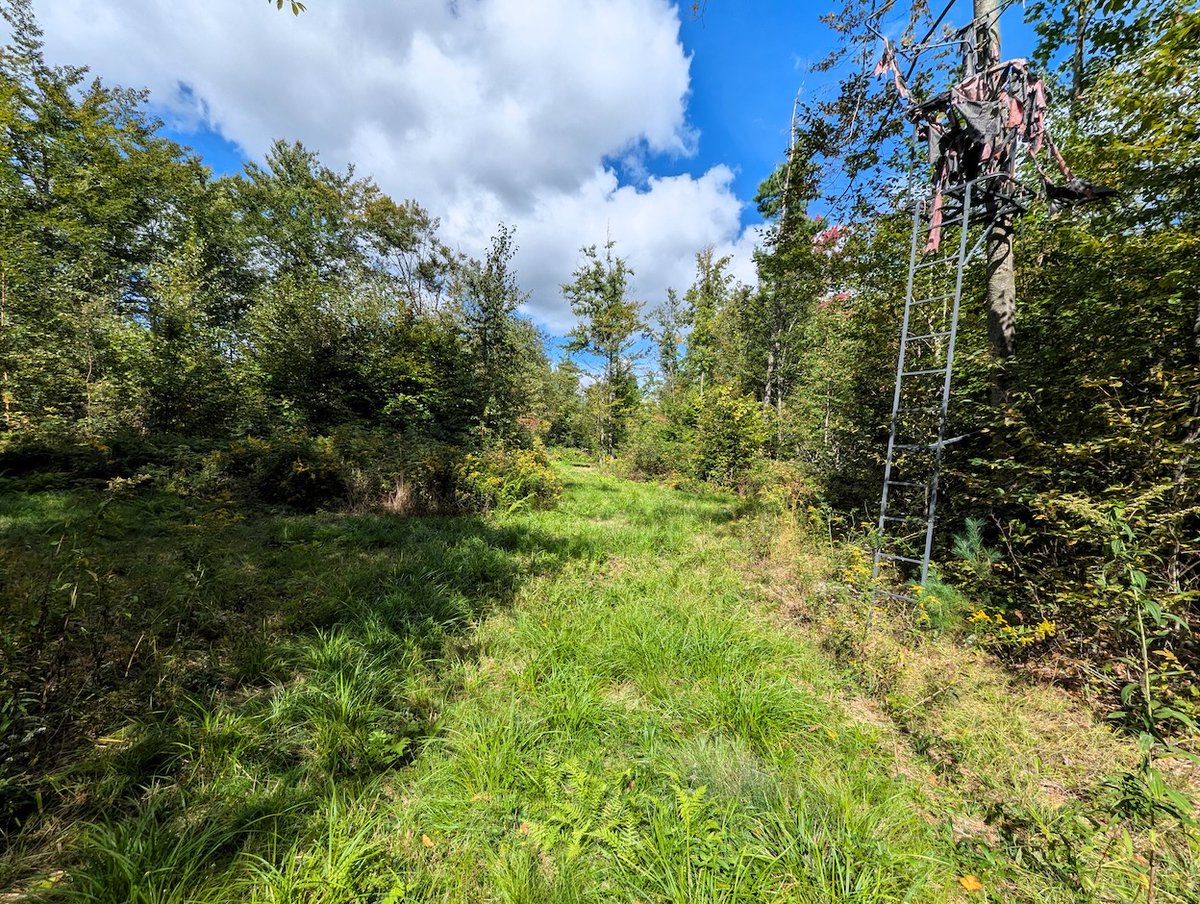 NYLandQuest's tweet photo. 63 acres HUNTING and RECREATIONAL Property in Caton NY.  Ideal location to build a home, camp, or cabin. Miles of established and maintained trails for hiking, riding, and hunting.  $187,500.  https://t.co/q8wX0nO2HW @NYLandQuest #hunting #trails #atv #southerntier #nylandforsale https://t.co/6yMQSSKGg3