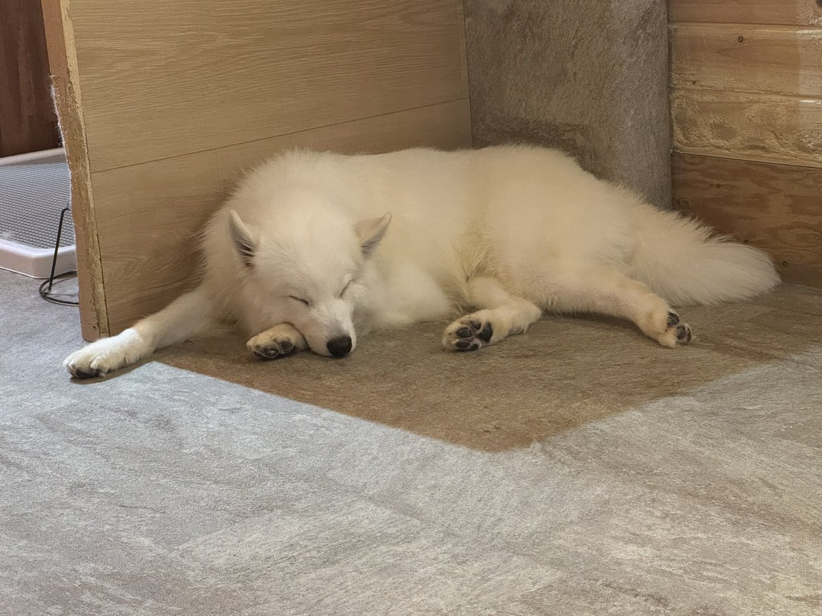 mr_crow6428's tweet photo. サモエドカフェ行ってみた
めっちゃ可愛いかった https://t.co/Sl963HlSUi