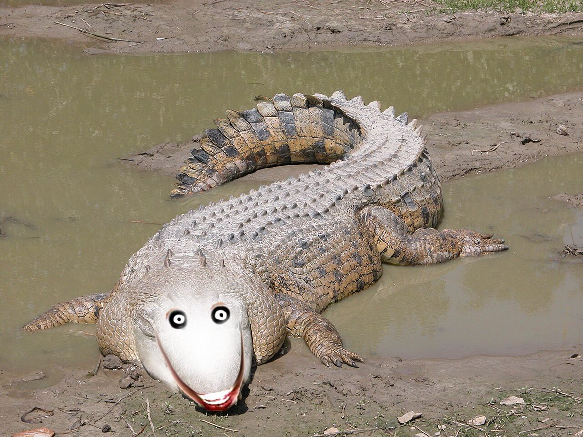 choppedpork666's tweet photo. here https://t.co/Ligp8D9mU7