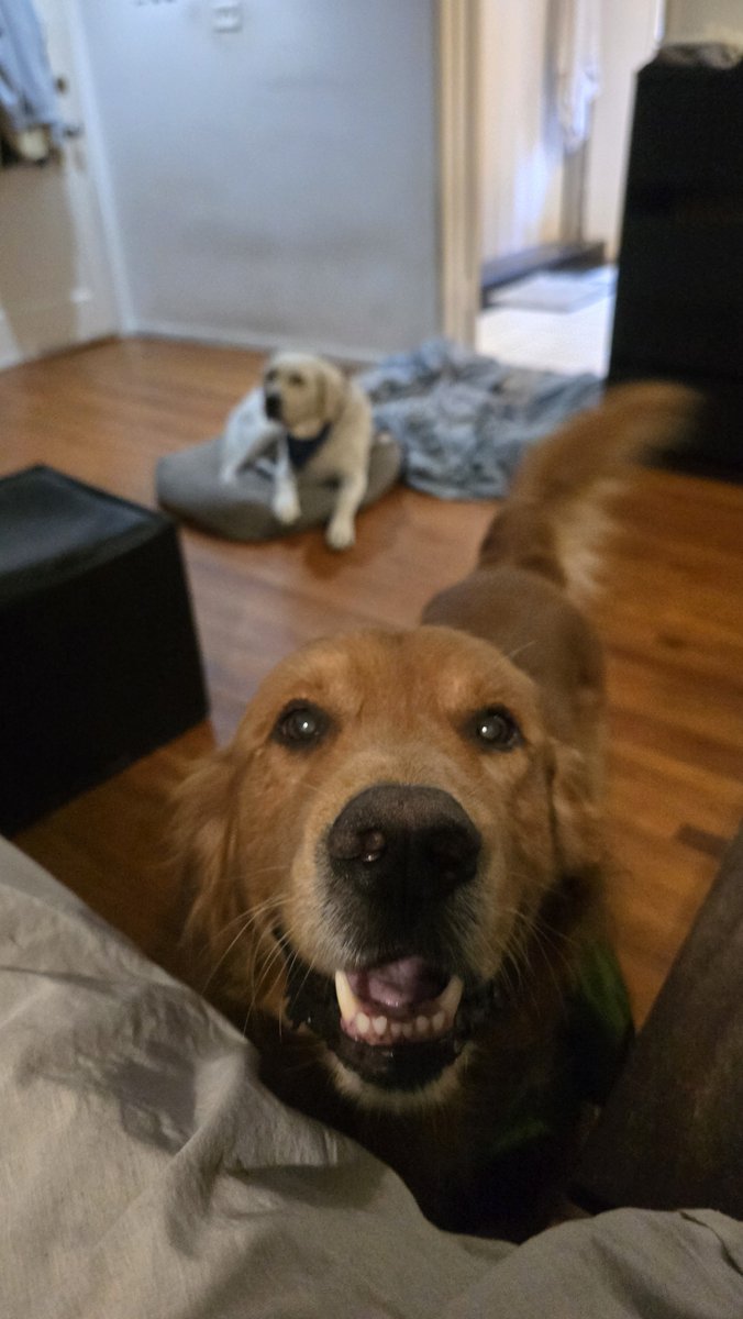 dogsgenx's tweet photo. Morning smiles 😃 with Shadow and Chance #dogs https://t.co/sqaklCXwXB