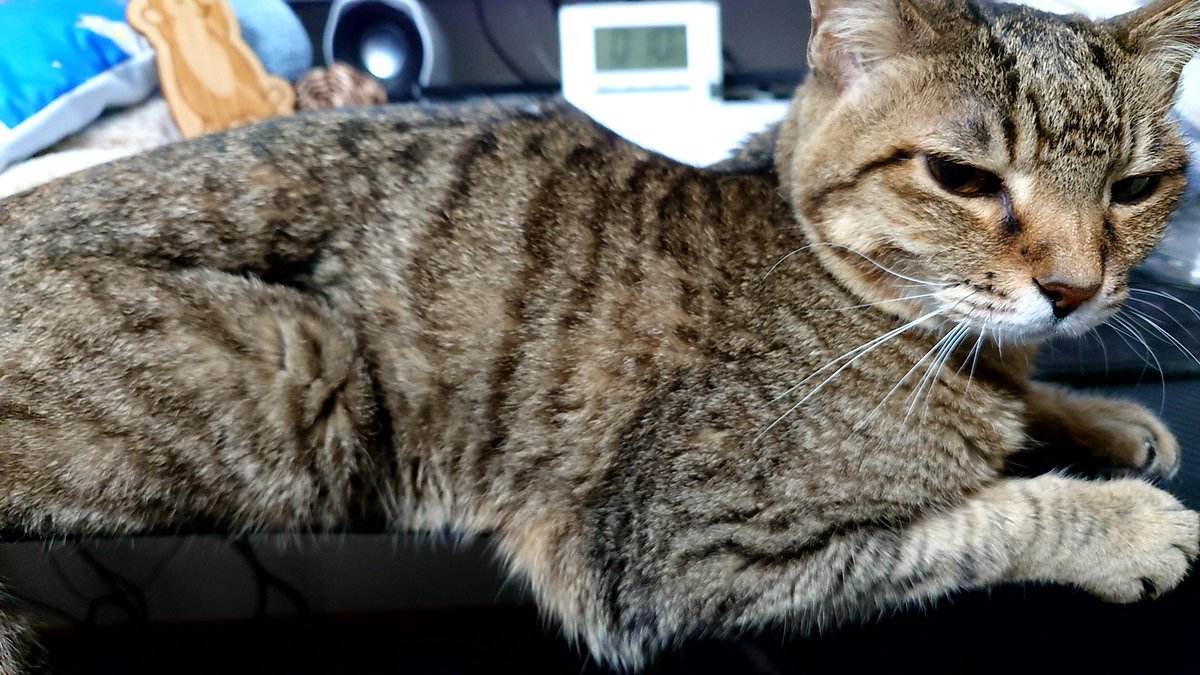 catus_mk's tweet photo. はよ寝ろと…強制終了きました
だからキーボードと私の間になぜ🥹 https://t.co/qaTCqgxCbl