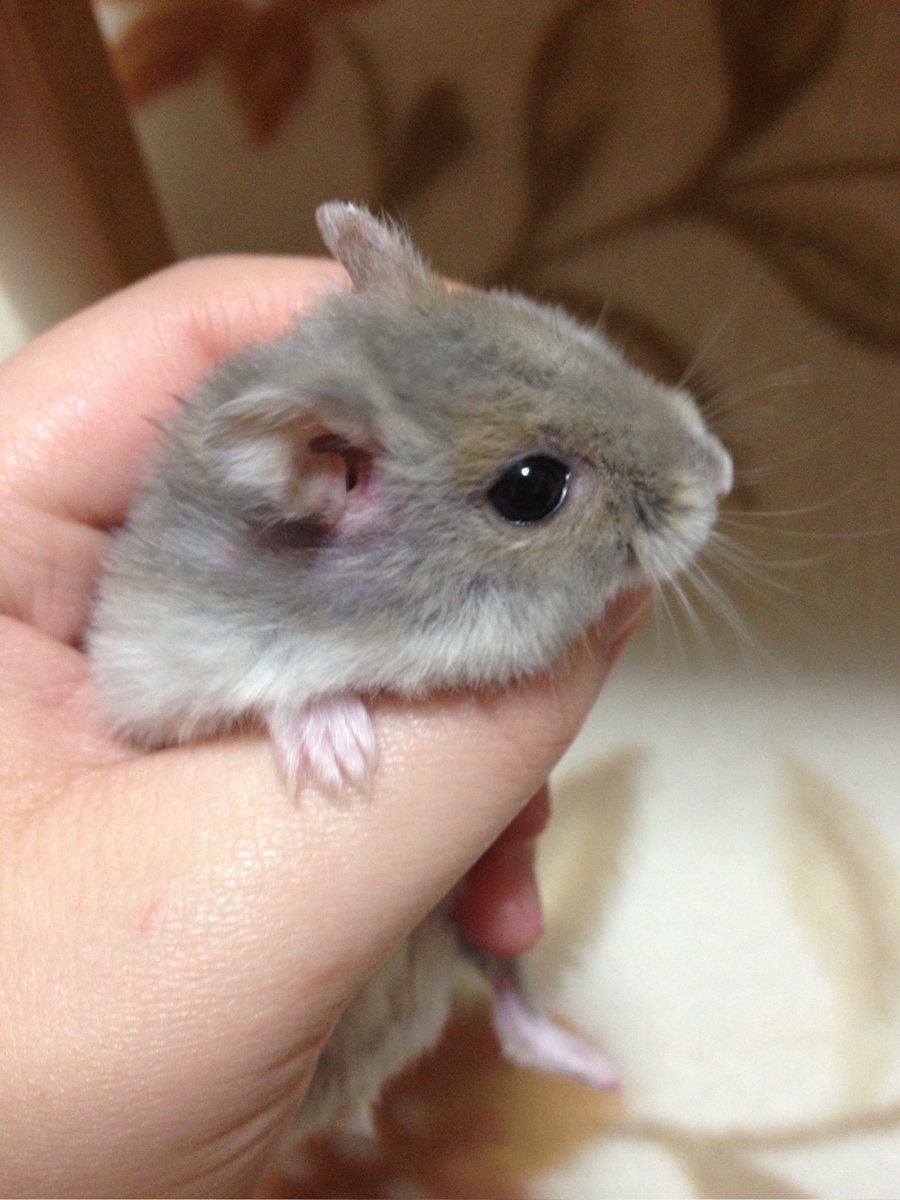 7G5_522's tweet photo. 王子ほしいです😢
5cmのハムスター（故）の写真もお付けしますんで😢 https://t.co/oUtRpjo2e7