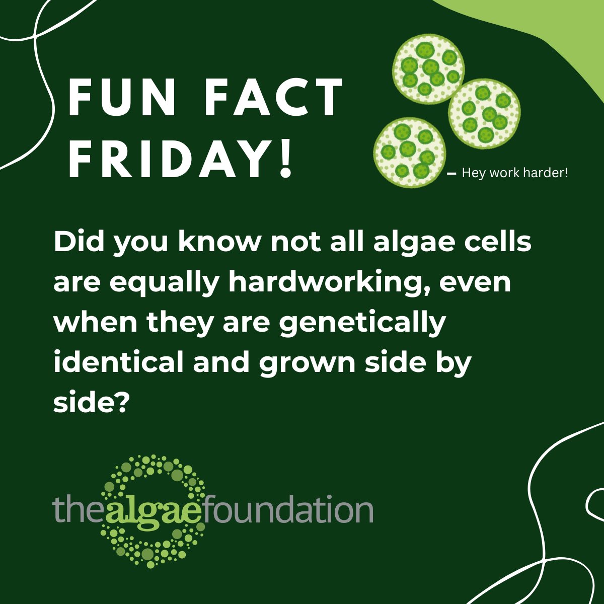 AlgaeFoundation's tweet photo. Fun Fact Friday! 🌿 Did you know not all algae cells are equally hardworking, even when they are genetically identical? To catch the difference, scientists are using an imaging device called ARTiMiS that continuously photos cells as they flow through it. https://t.co/5HpQ4W3dsI https://t.co/M2F6QX8JXj