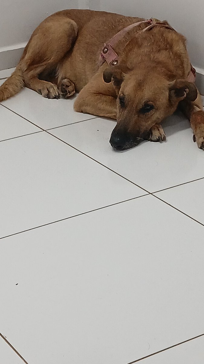 28bebesajuda's tweet photo. GENTE TAVA SEM ACESSO A CONTA DESCULPEM!!!!!

e bellit passou na consulta, esses são os remédios dela

pix: 35991737272

retorno na terça: 140 reais https://t.co/Pr0jdtG1QI