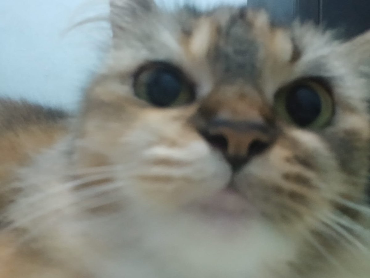 DawnofSidereal's tweet photo. @kilauasa Nih wkwkw https://t.co/8jFzrjictm