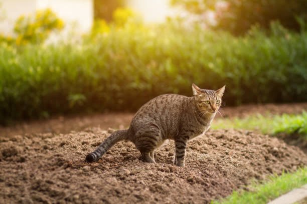 0x85Meme's tweet photo. This Cat taking a shit will get more likes than Netanyahu speaking shit https://t.co/wwzueWgCya