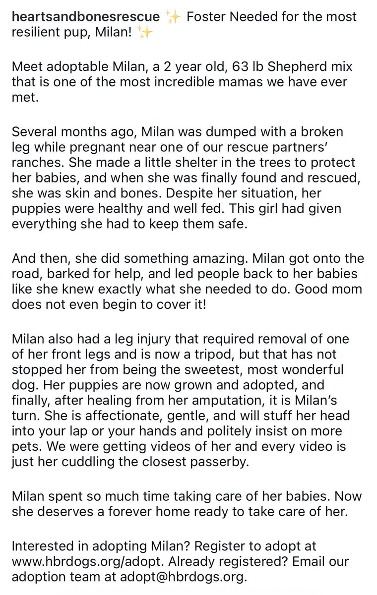 svershbow's tweet photo. URGENT: Foster or adopter needed in or near NYC for a gentle tripod mama dog who heroically saved her babies. My heart exploded reading Milan's bio, this perfect creature deserves the world. https://t.co/QcLK7hyqPF