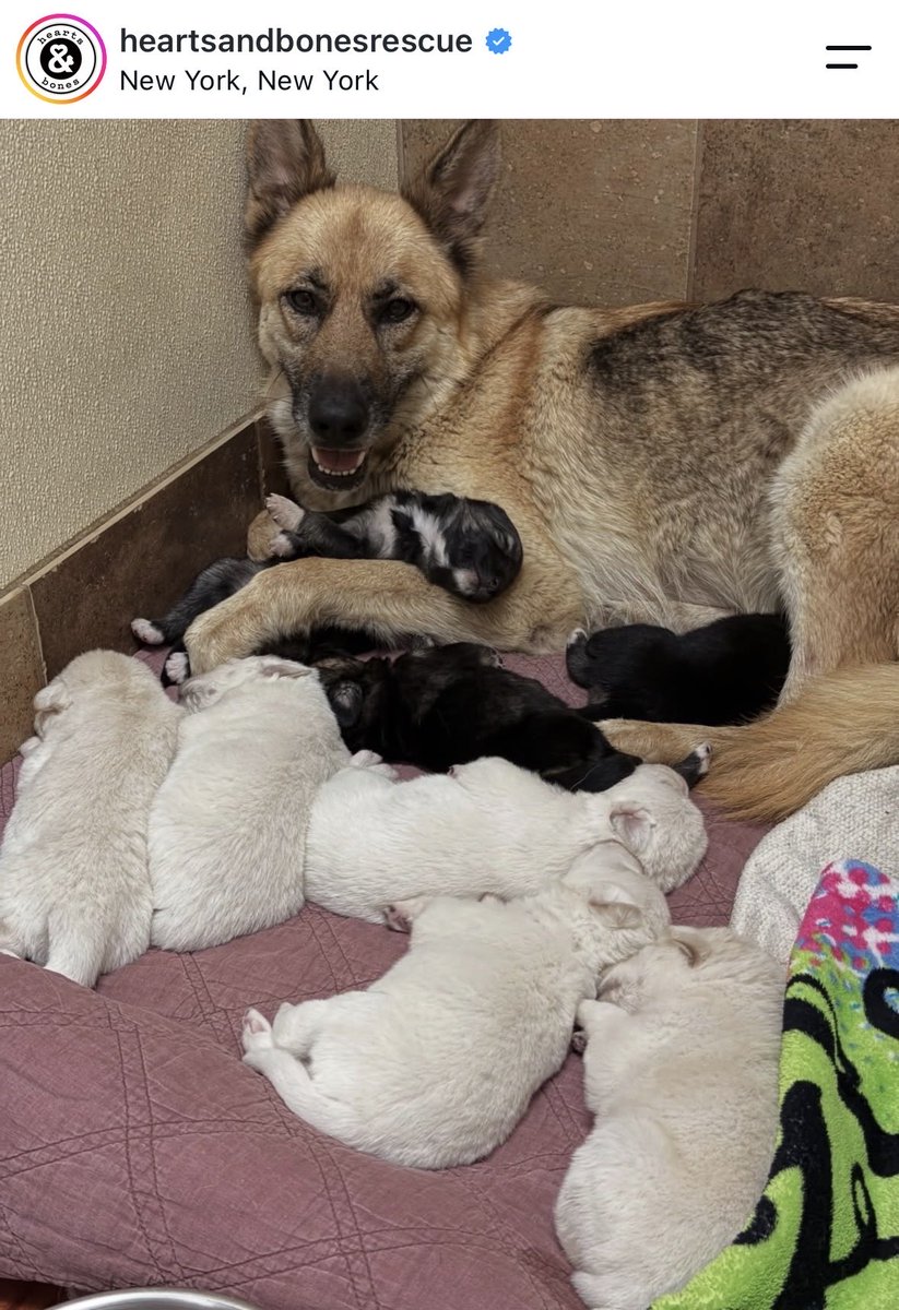svershbow's tweet photo. URGENT: Foster or adopter needed in or near NYC for a gentle tripod mama dog who heroically saved her babies. My heart exploded reading Milan's bio, this perfect creature deserves the world. https://t.co/QcLK7hyqPF