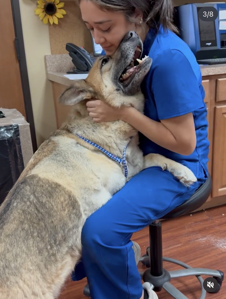 svershbow's tweet photo. URGENT: Foster or adopter needed in or near NYC for a gentle tripod mama dog who heroically saved her babies. My heart exploded reading Milan's bio, this perfect creature deserves the world. https://t.co/QcLK7hyqPF
