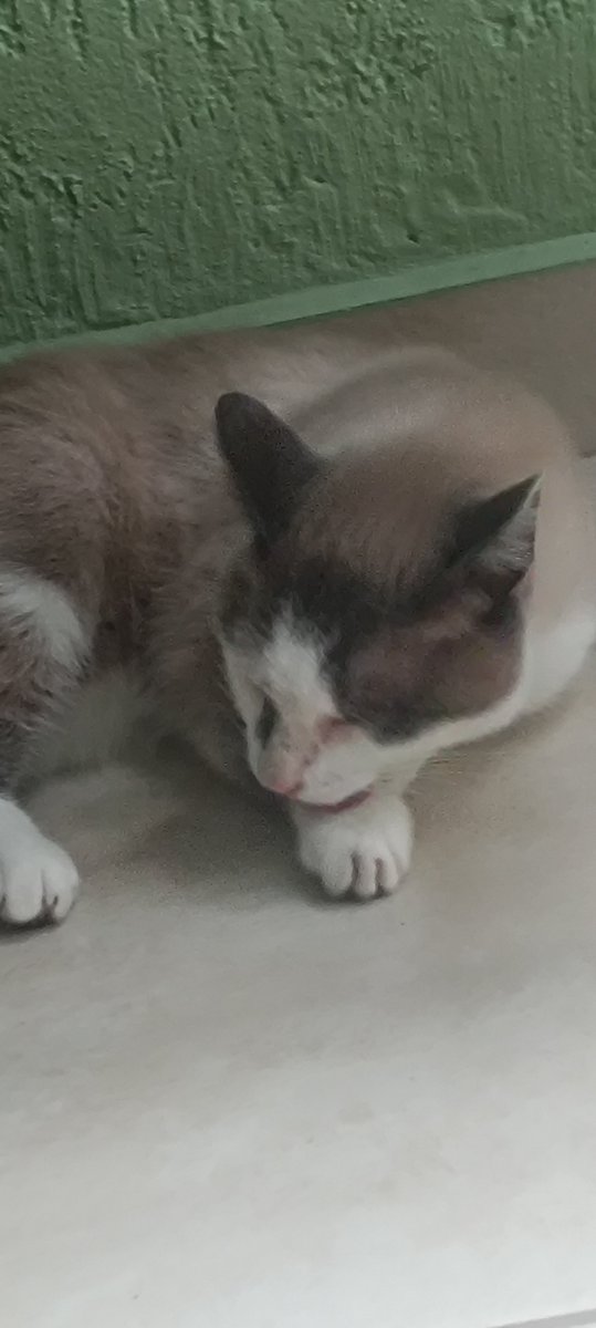 Flip_vsf's tweet photo. Foto do meu gato do dia https://t.co/nEmJSlkJdk