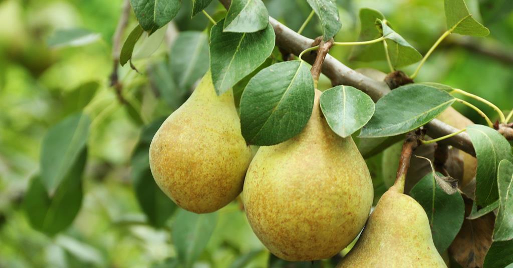 FPJlive's tweet photo. British pears hit the sweet spot https://t.co/3iKT30jIgX https://t.co/94hbZoyhrI
