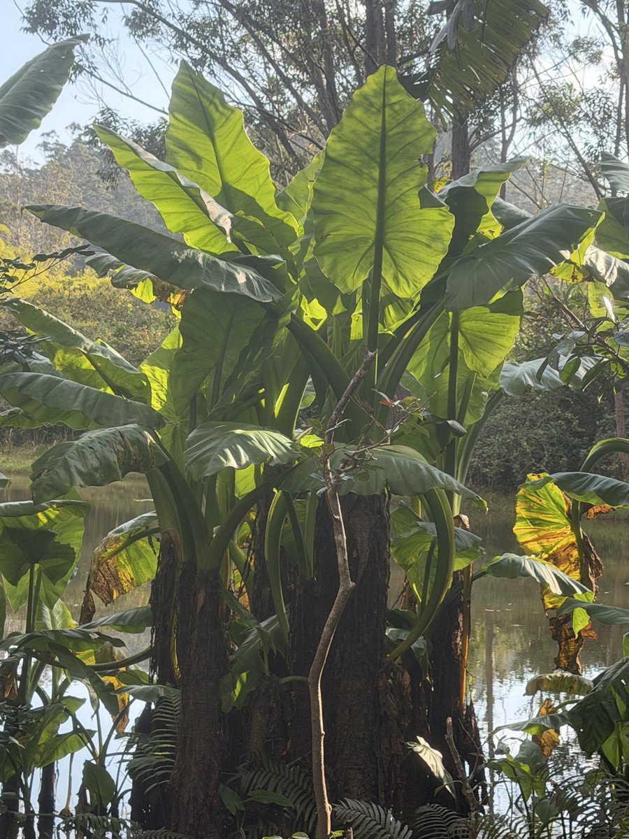 StephenGRyan's tweet photo. Typhonodorum lindleyanum or elephants ears is possibly the world’s largest fresh water plant. #asatours    #abcradio  #mtmacedon  #dicksoniarareplants  planttrust#thehorticulturalists 
￼

￼

￼ https://t.co/jwHRBpfjer
