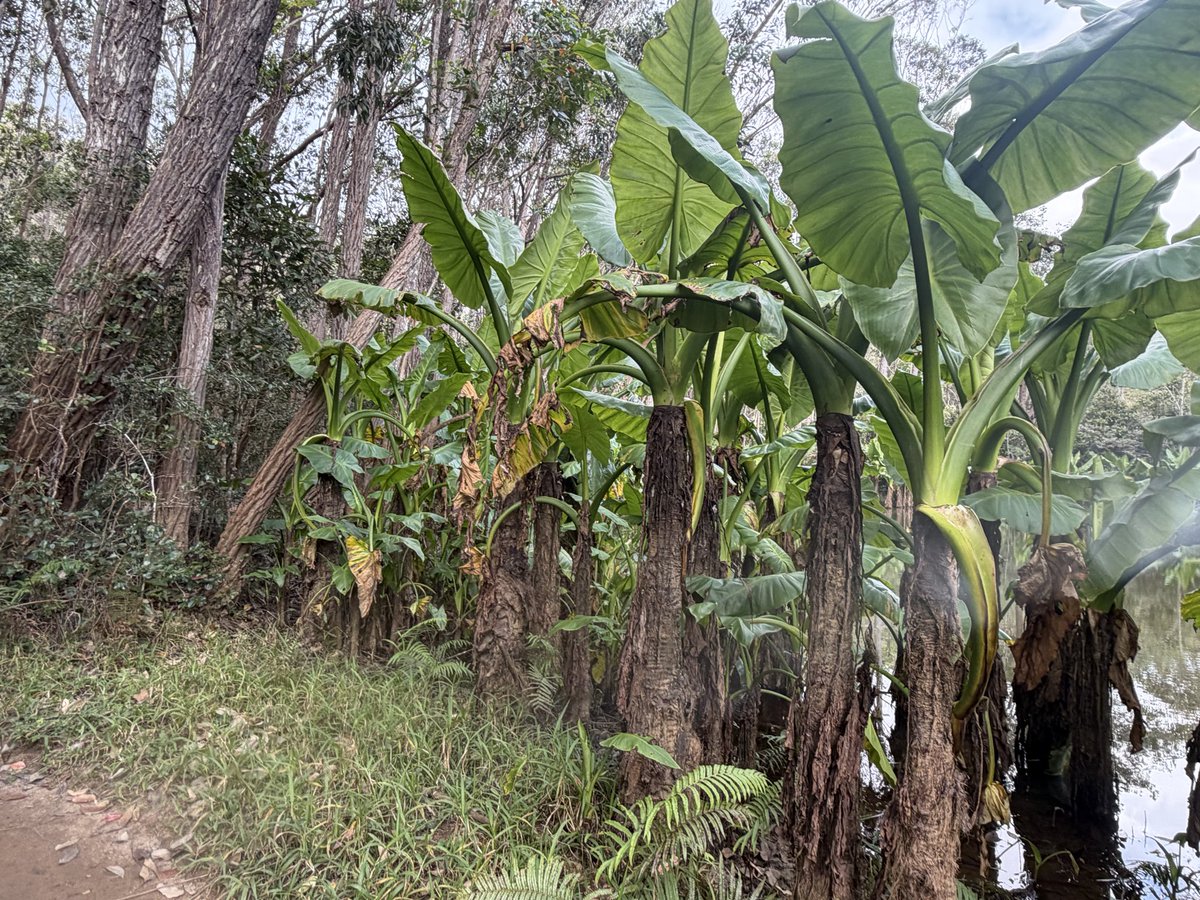 StephenGRyan's tweet photo. Typhonodorum lindleyanum or elephants ears is possibly the world’s largest fresh water plant. #asatours    #abcradio  #mtmacedon  #dicksoniarareplants  planttrust#thehorticulturalists 
￼

￼

￼ https://t.co/jwHRBpfjer