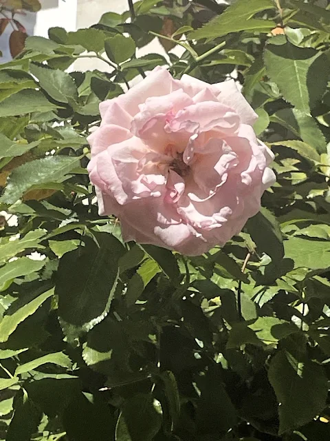 LivingTouraine's tweet photo. The last rose?https://t.co/LITfJDsW0E https://t.co/NU9rwMLKUm
