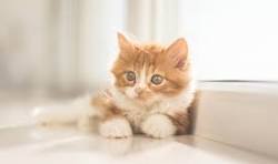 JuliannGui2o7x's tweet photo. かわいい https://t.co/QqJlln1ncX