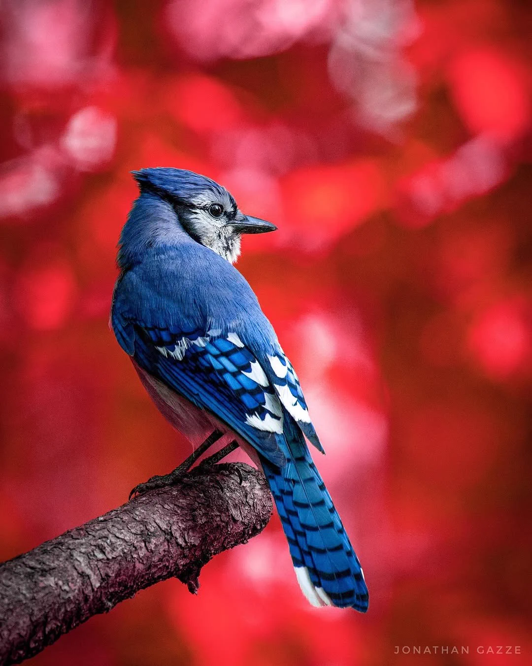 Blue Jay perched on a branch.