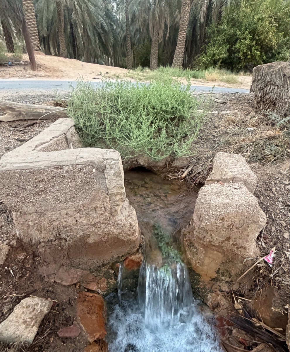 unzctr's tweet photo. من جولة عصر الجمعة بمزارع عنيزة https://t.co/3ohqt5Dhh9