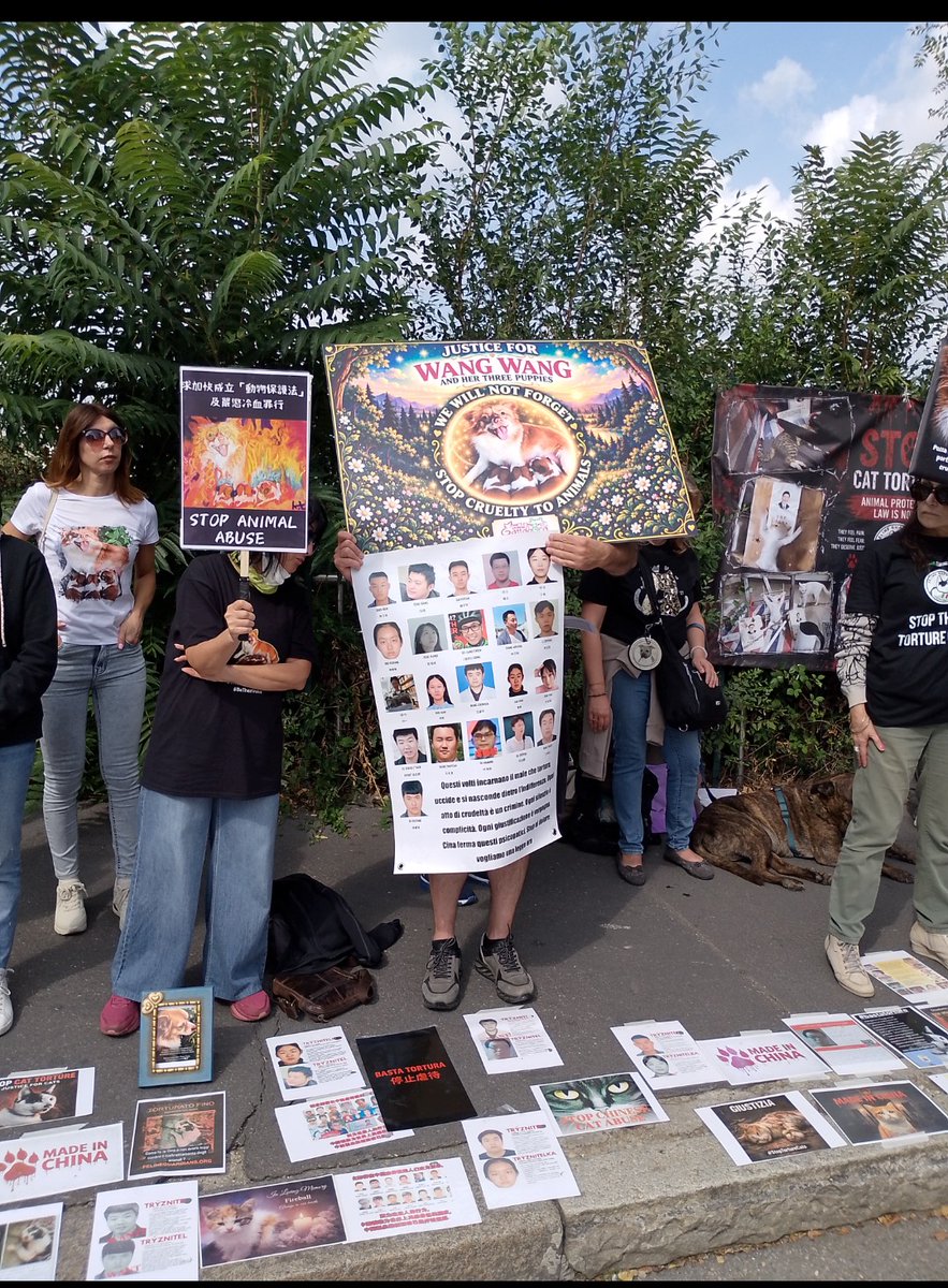 Castalia68's tweet photo. WANGWANG  FAMILY  *  FELINE GUARDIANS ITALIA  *  MILANO, CONSOLATO GENERALE di CHINA, OGGI   #JusticeForWangwang   @felineguardians   #StopAnimalAbuse https://t.co/XX0Fzhyi14