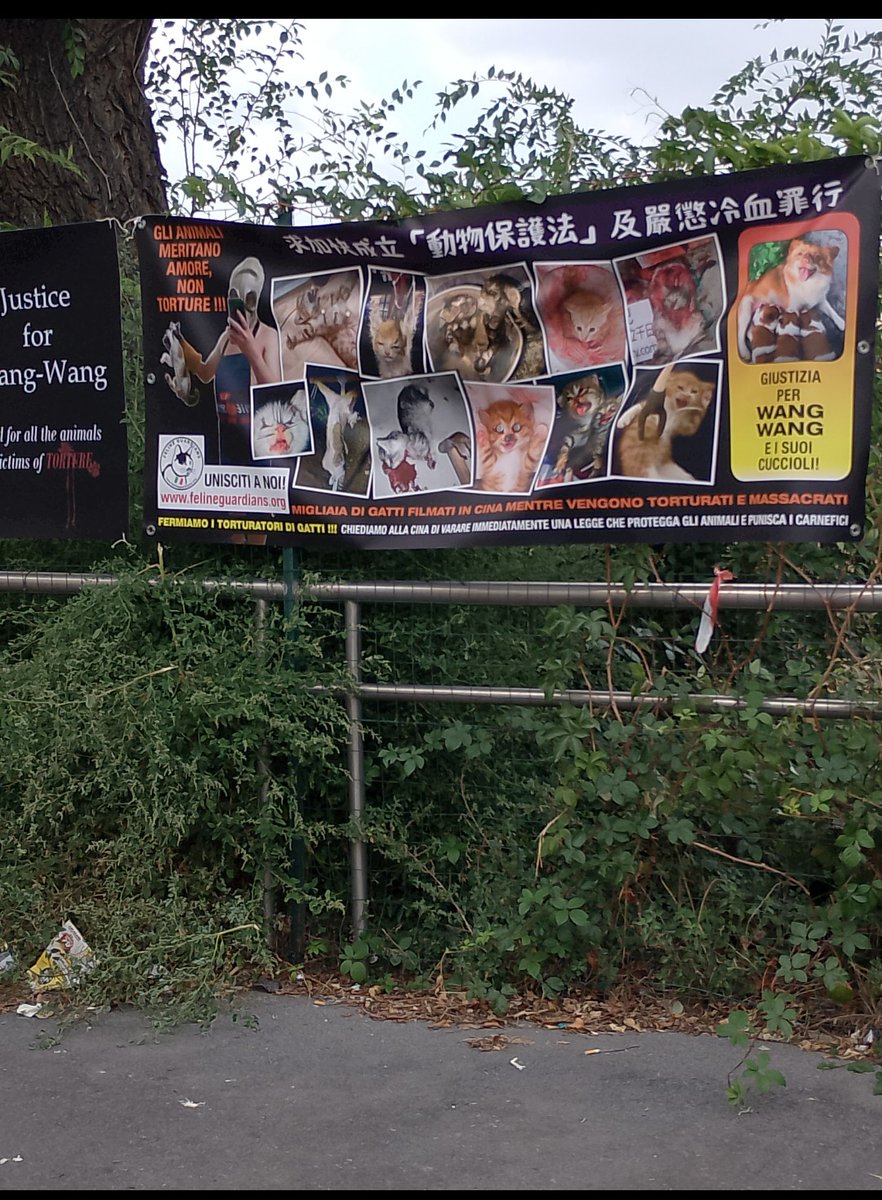 Castalia68's tweet photo. WANGWANG  FAMILY  *  FELINE GUARDIANS ITALIA  *  MILANO, CONSOLATO GENERALE di CHINA, OGGI   #JusticeForWangwang   @felineguardians   #StopAnimalAbuse https://t.co/XX0Fzhyi14