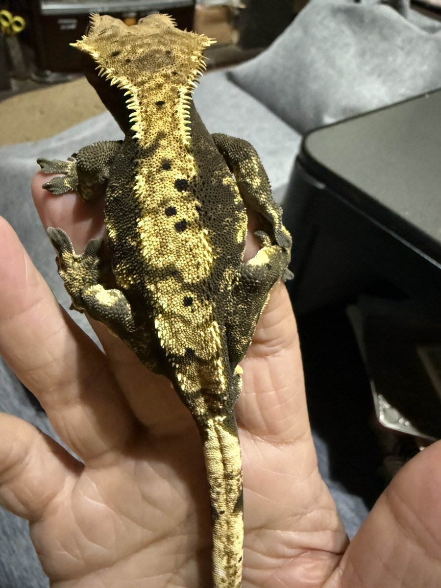 hachu_tun's tweet photo. 写真だとあんまわからんけど
アップすると黒いんだこれが
2枚目の身体の左側が1番見える？
ヘテロアザンくん https://t.co/czqdaPQ3Z2