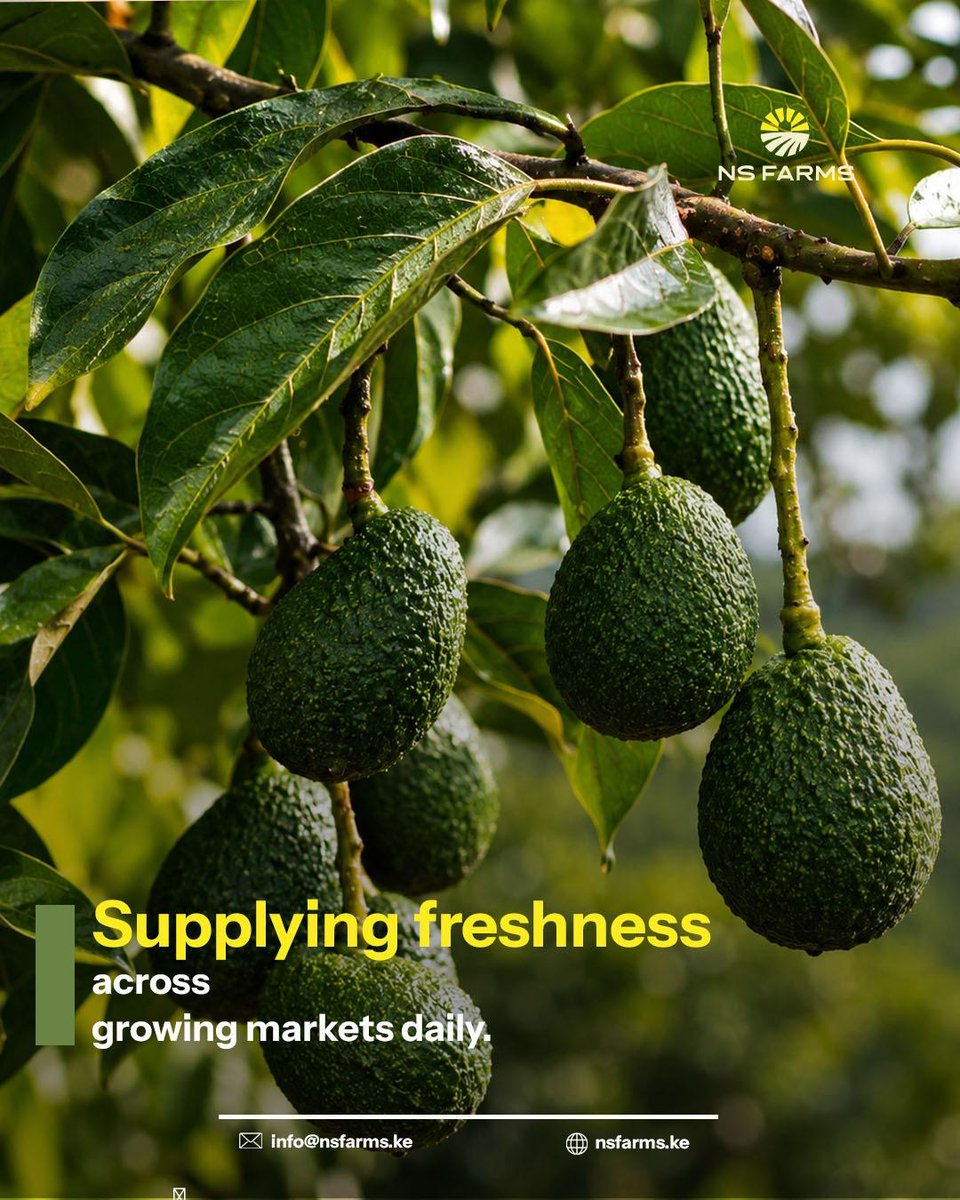 ns93315's tweet photo. Supplying freshness across growing markets every day. 🌱 From responsible farming to careful handling, NS Farms is committed to delivering quality that customers can trust.
#nsfarms #grownwithintention #farmfresh #agribusiness https://t.co/nDAjjljbcM