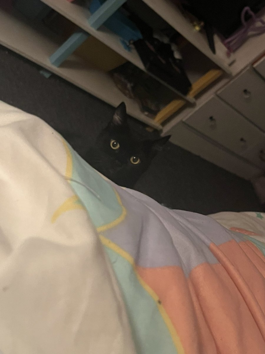 MangoAft3rHours's tweet photo. Quit staring at me with them big ol’ eyes >:(

#cat #blackcat #cute https://t.co/ZxBWbWlWUV