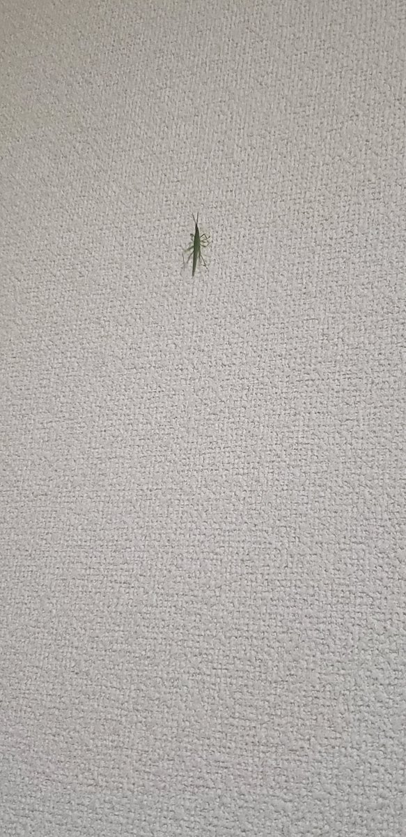 merida_bmcsky's tweet photo. 家の壁にバッタ🦗が居た！
何でだw https://t.co/VB0Bzbqlrs