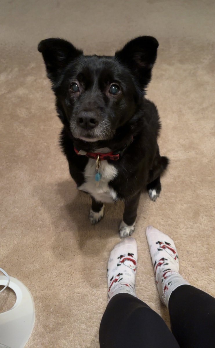 kitkat_kate428's tweet photo. @DanAndShay I’m mentally preparing myself to hear you sing your new song Dogs in Our Twenties at the Syracuse show tonight, on my rescue dogs 12th birthday. Angel is the sweetest dog ever, photo proof included! https://t.co/yqAwaqOssc