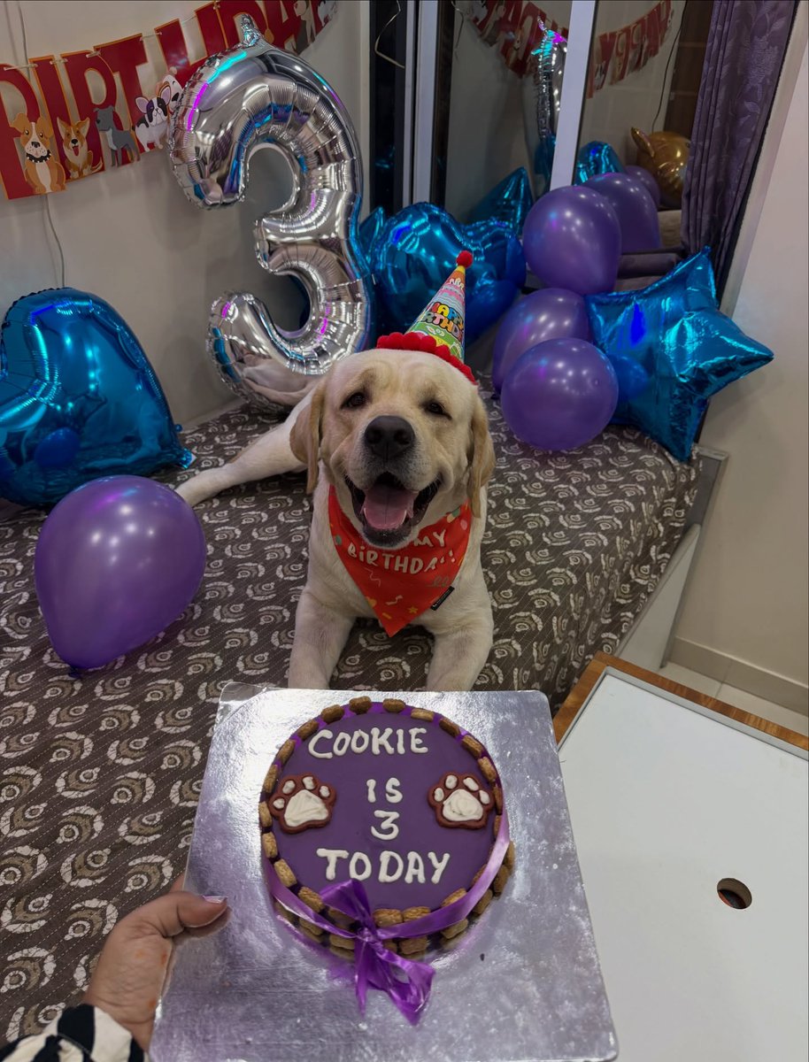 FerminaMarfbm's tweet photo. My little baby turns 3! It feels like yesterday you came into my life and made everything softer, warmer, and happier. Happy birthday to my heart outside my body, my Cookie Kunju. Here’s to endless cuddles, zoomies, treats, and love. https://t.co/0mXvS3GsZk