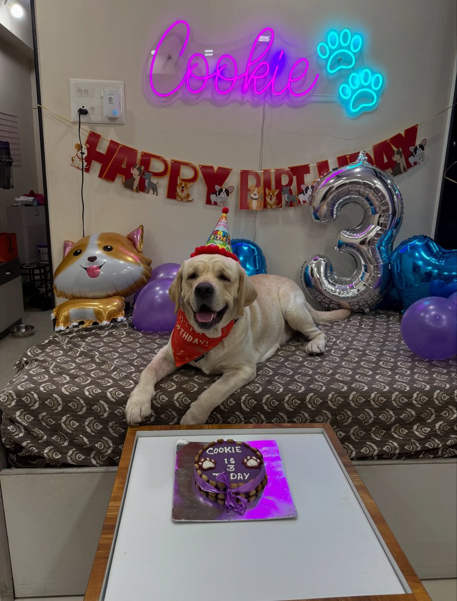 FerminaMarfbm's tweet photo. My little baby turns 3! It feels like yesterday you came into my life and made everything softer, warmer, and happier. Happy birthday to my heart outside my body, my Cookie Kunju. Here’s to endless cuddles, zoomies, treats, and love. https://t.co/0mXvS3GsZk