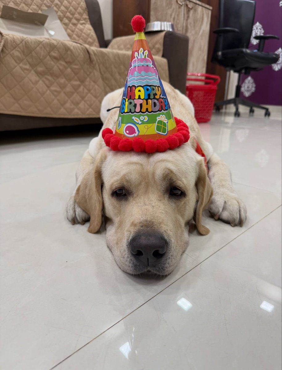 FerminaMarfbm's tweet photo. My little baby turns 3! It feels like yesterday you came into my life and made everything softer, warmer, and happier. Happy birthday to my heart outside my body, my Cookie Kunju. Here’s to endless cuddles, zoomies, treats, and love. https://t.co/0mXvS3GsZk