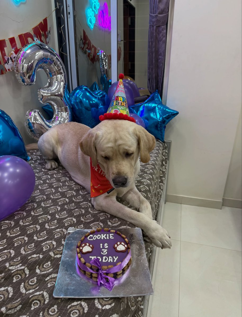 FerminaMarfbm's tweet photo. My little baby turns 3! It feels like yesterday you came into my life and made everything softer, warmer, and happier. Happy birthday to my heart outside my body, my Cookie Kunju. Here’s to endless cuddles, zoomies, treats, and love. https://t.co/0mXvS3GsZk