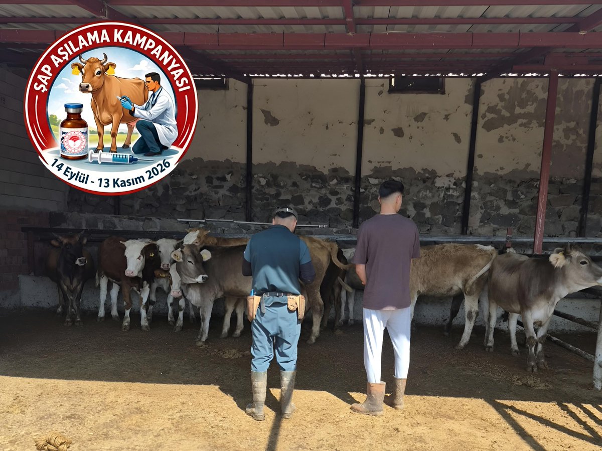 giresuntarim's tweet photo. 💉 Şap aşılama kampanyası ve küpeleme çalışmalarımız için sahadayız.

🩺 Hayvan sağlığı ve hayvan kimliklendirme çalışmalarımız aralıksız devam edecek...

📍Şebinkarahisar (Kızılca, Taş ve Yavuz Selim Mah.)

@TCTarim @TR_HAYGEM https://t.co/4ClmuXzyqb
