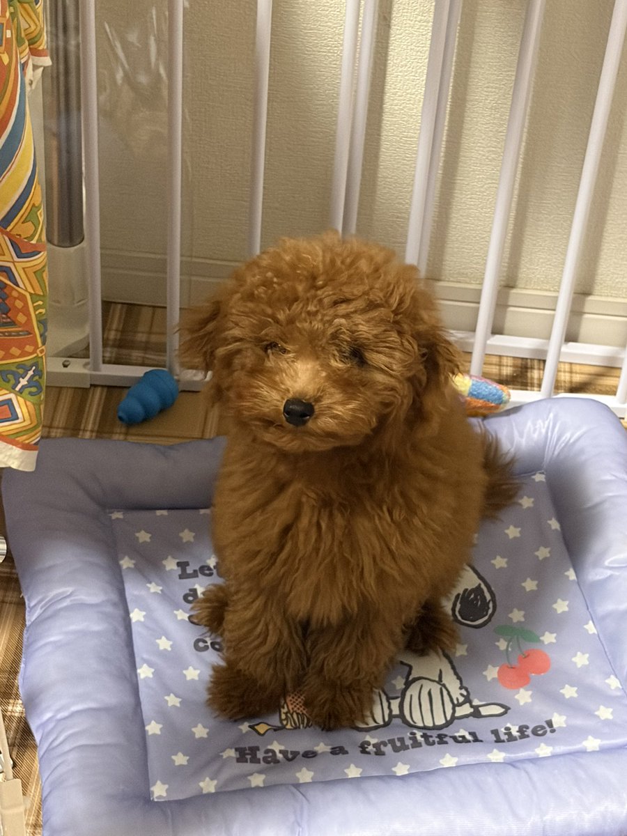 dvvkrw's tweet photo. 私の好きな動物達 https://t.co/U49Um3xnbR