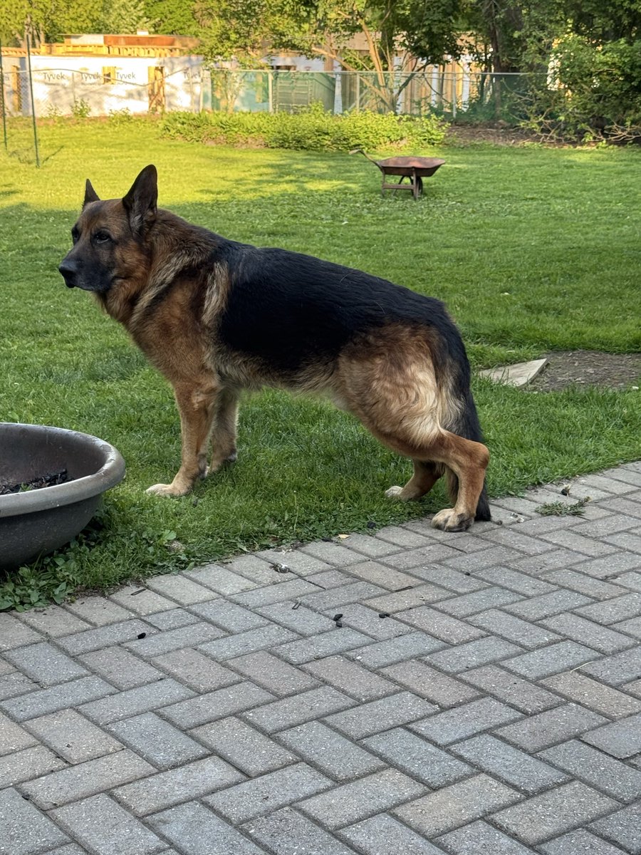 GSDinMI's tweet photo. @DogOutOfControl Yep https://t.co/MP9W1jPxjZ