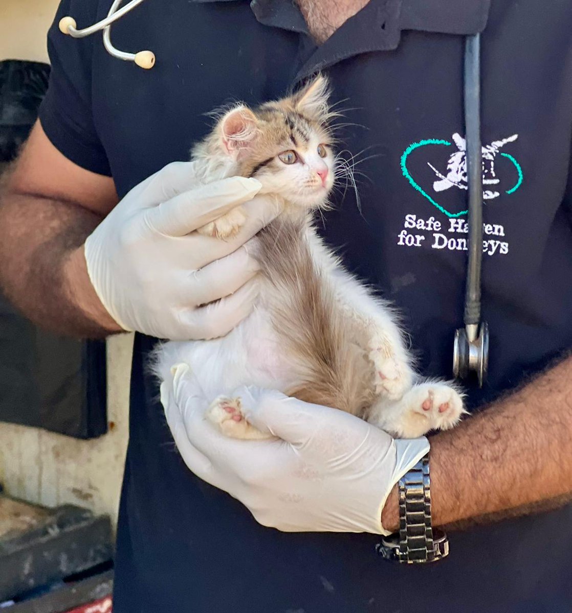 safehaven4donks's tweet photo. 🫶 While donkeys are what we’re known for, compassion doesn’t stop at long ears!!

🐶🐐🐮😺 Here’s our team in the West Bank caring for other animals in need. Because every animal deserves help — and none will be overlooked on our watch 👀 https://t.co/wejeYen23J