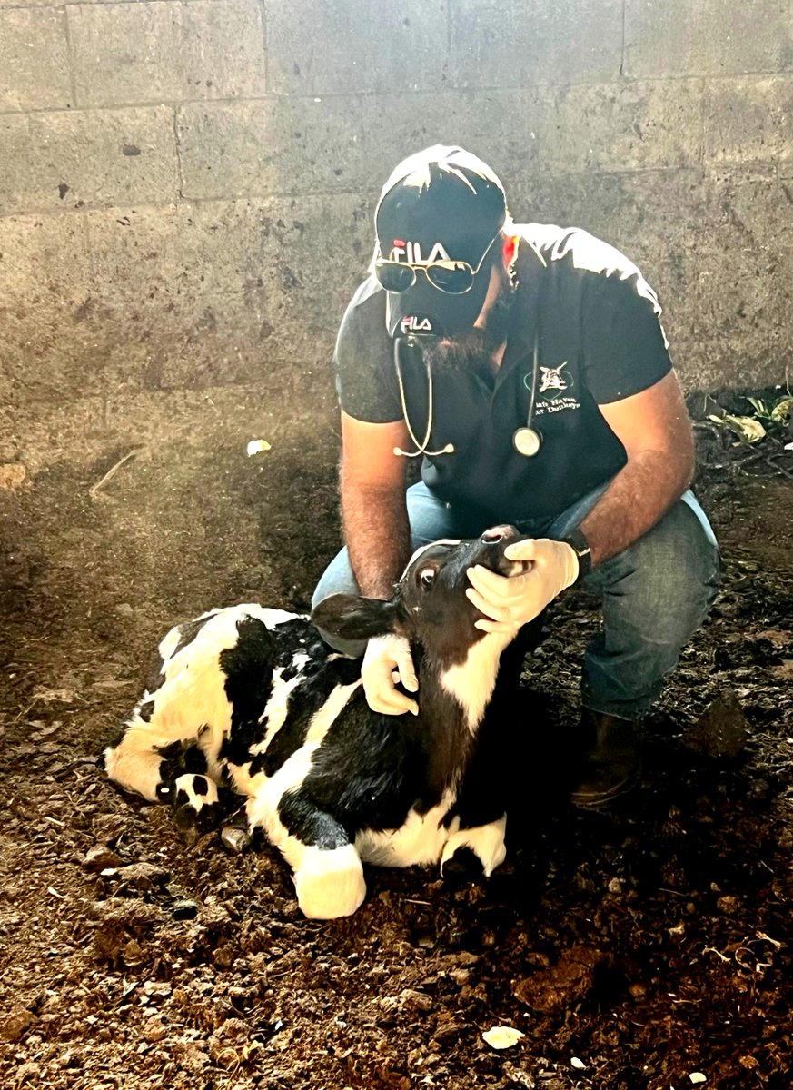 safehaven4donks's tweet photo. 🫶 While donkeys are what we’re known for, compassion doesn’t stop at long ears!!

🐶🐐🐮😺 Here’s our team in the West Bank caring for other animals in need. Because every animal deserves help — and none will be overlooked on our watch 👀 https://t.co/wejeYen23J