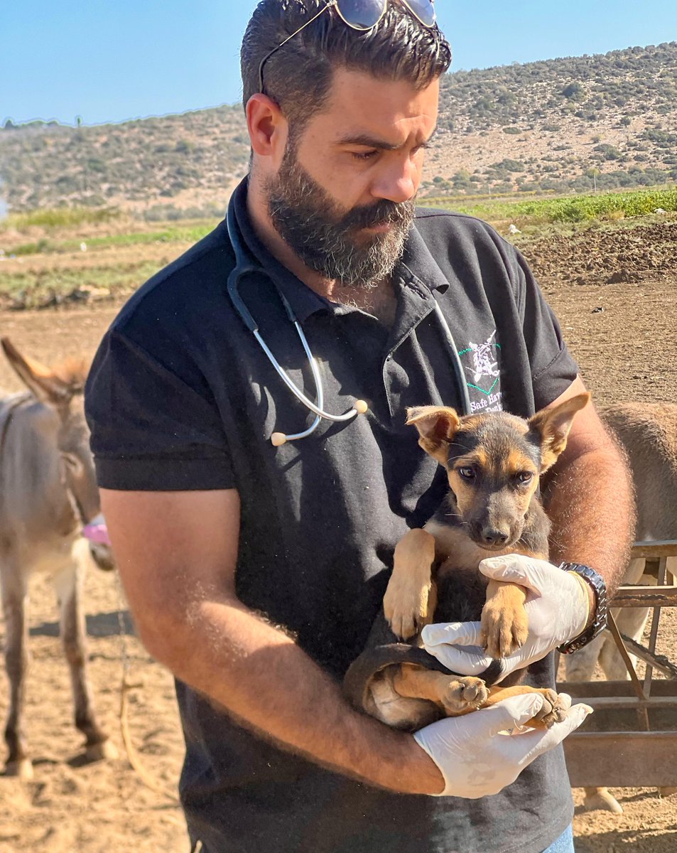 safehaven4donks's tweet photo. 🫶 While donkeys are what we’re known for, compassion doesn’t stop at long ears!!

🐶🐐🐮😺 Here’s our team in the West Bank caring for other animals in need. Because every animal deserves help — and none will be overlooked on our watch 👀 https://t.co/wejeYen23J
