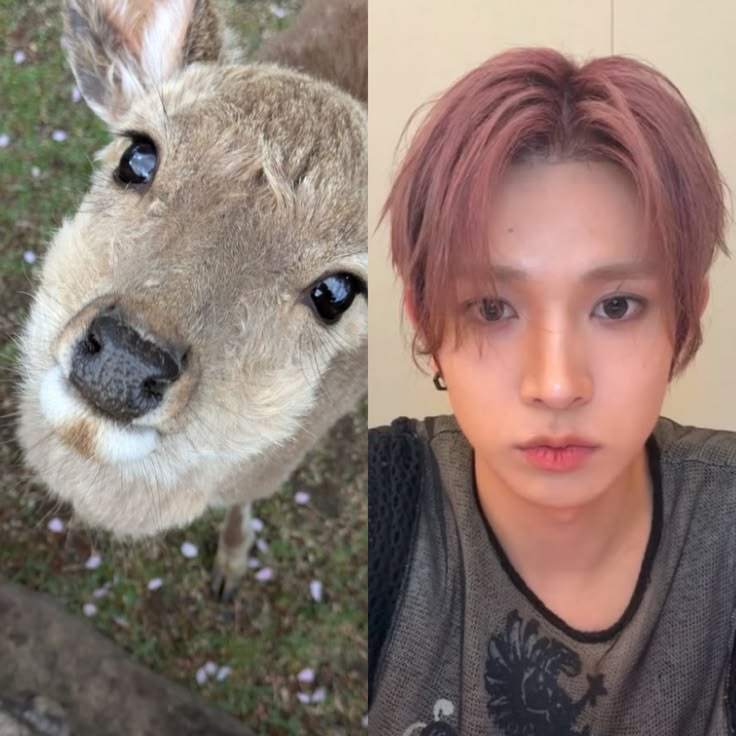evxnsdoll's tweet photo. Heeseung in his live

🦌: Deers are not cute.

Well, I disagree https://t.co/alKf74gdYf