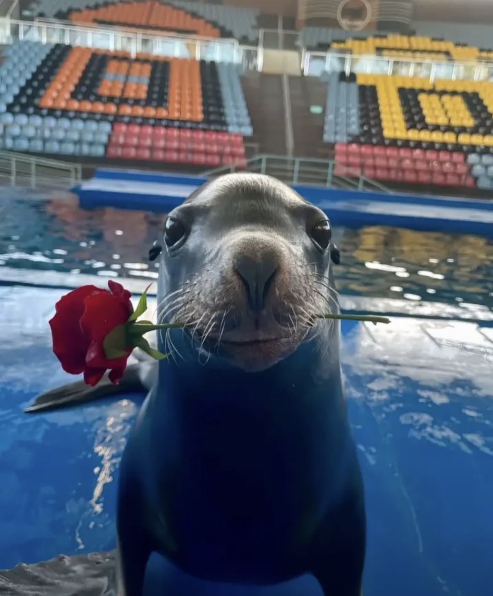 MisuraVT's tweet photo. I love seals so much, they so cute and silly https://t.co/jOtbXVQxoS