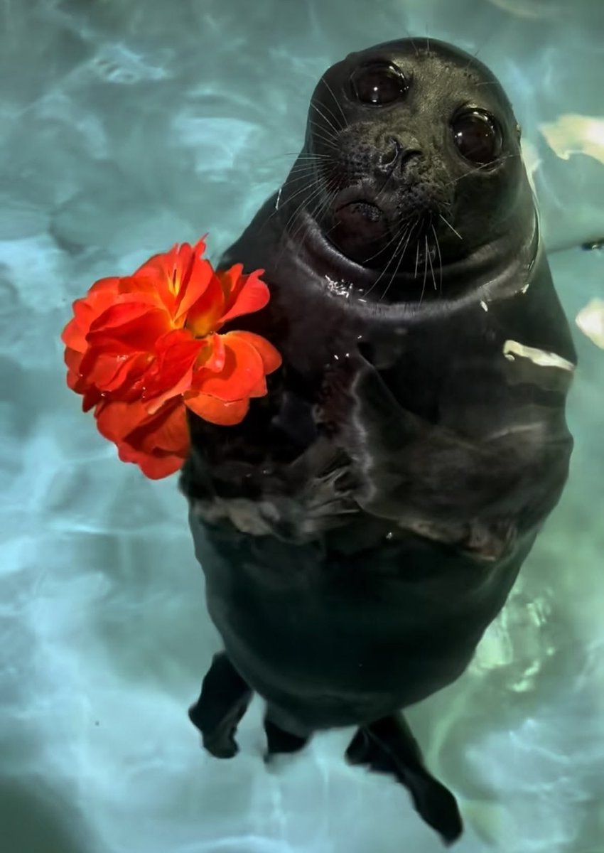 MisuraVT's tweet photo. I love seals so much, they so cute and silly https://t.co/jOtbXVQxoS