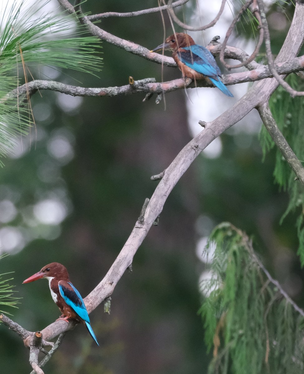 navsri6619's tweet photo. Birds of Indian Embassy (@IndiaInNepal ): Two White Throated Kingfishers (सेतोकण्ठे माटीकोरे) are permanent resident of Embassy. Usually each stays alone; coming together only during breeding season. This year, there is an addition to their family, with a juvenile offspring. The juvenile can be identified as its beak is brownish unlike a mature bird’s orange beak. These photographs of parent feeding juvenile show this difference.
@birdlifenepal @pbs_savethebird @KBS_Nepal @Team_eBird @IndiaInNepal @MOFENepal