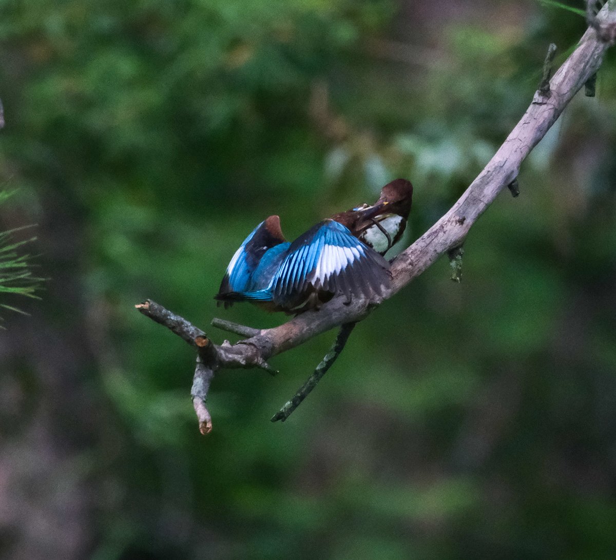 navsri6619's tweet photo. Birds of Indian Embassy (@IndiaInNepal ): Two White Throated Kingfishers (सेतोकण्ठे माटीकोरे) are permanent resident of Embassy. Usually each stays alone; coming together only during breeding season. This year, there is an addition to their family, with a juvenile offspring. The juvenile can be identified as its beak is brownish unlike a mature bird’s orange beak. These photographs of parent feeding juvenile show this difference.
@birdlifenepal @pbs_savethebird @KBS_Nepal @Team_eBird @IndiaInNepal @MOFENepal