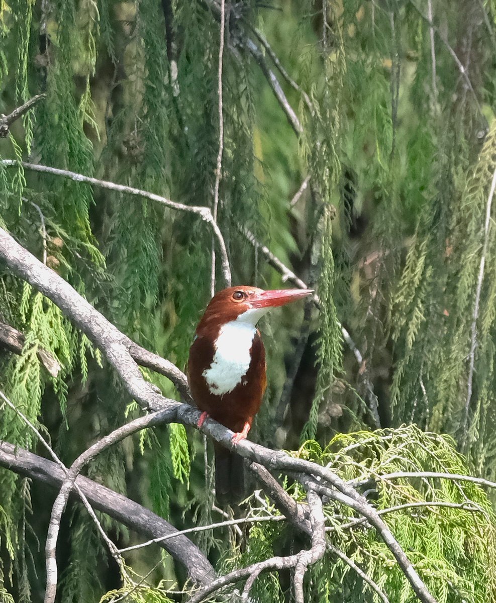 navsri6619's tweet photo. Birds of Indian Embassy (@IndiaInNepal ): Two White Throated Kingfishers (सेतोकण्ठे माटीकोरे) are permanent resident of Embassy. Usually each stays alone; coming together only during breeding season. This year, there is an addition to their family, with a juvenile offspring. The juvenile can be identified as its beak is brownish unlike a mature bird’s orange beak. These photographs of parent feeding juvenile show this difference.
@birdlifenepal @pbs_savethebird @KBS_Nepal @Team_eBird @IndiaInNepal @MOFENepal