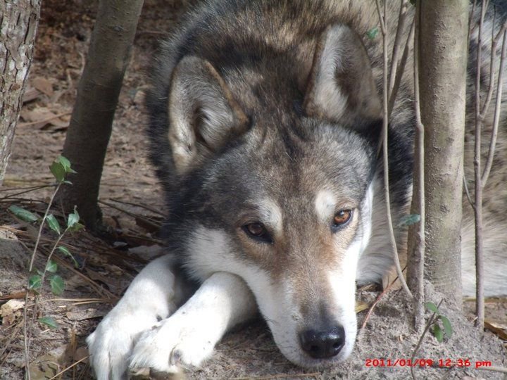 Wolchi_Woof's tweet photo. Мне все труднее даётся подняться с постели, я на постоянной основе чувствую себя невидимой, «неправильной» даже из-за моих чувств, виню себя и кажется, что снова не вижу смысла ни в чём.
Волк для поднятия настроения.. Если кто-то прочитает эту глупость, безусловно https://t.co/yjexhsrhc4